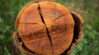 Log, Merri Creek